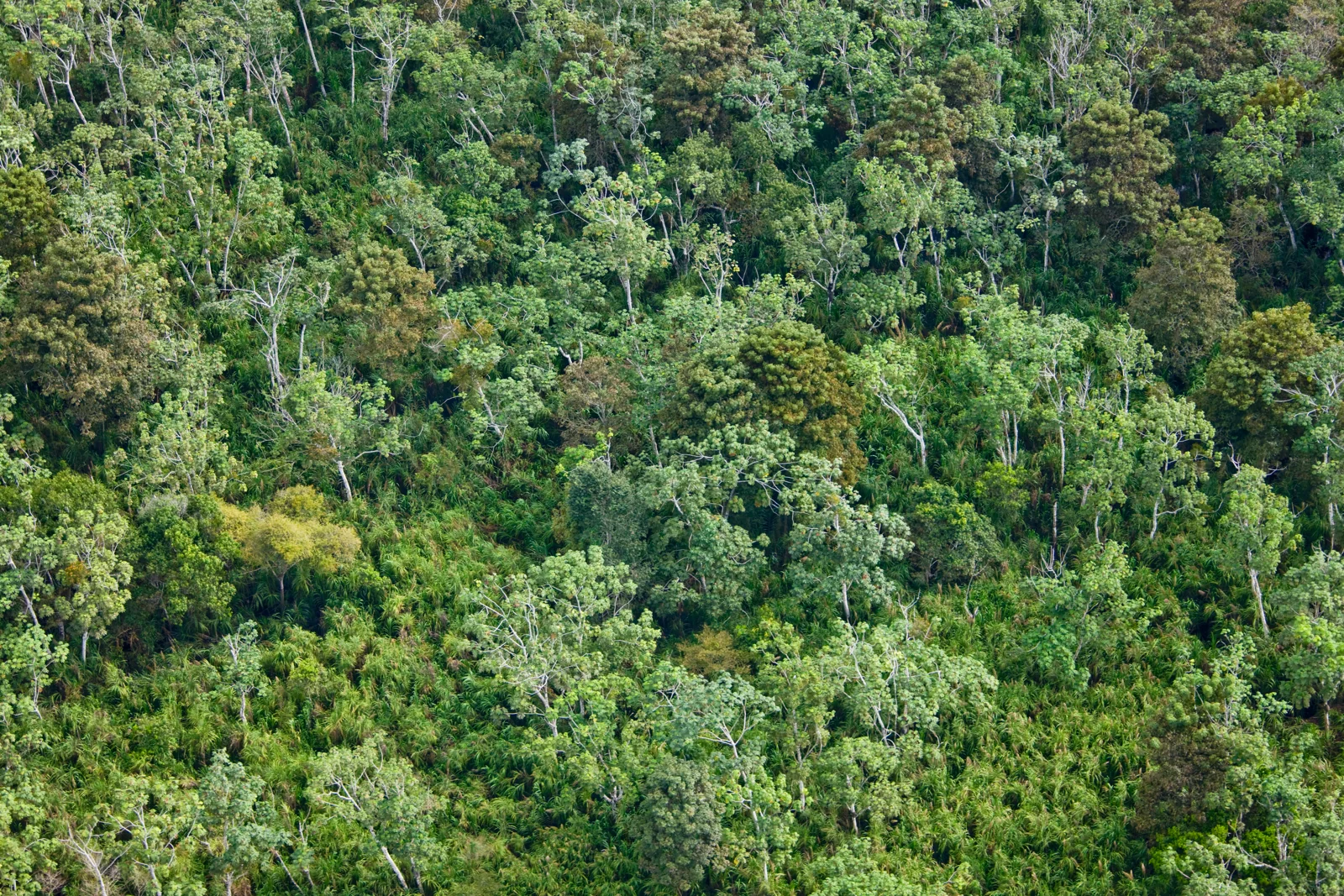 Aerial view of dense Amazon rainforest near Manaus, Brazil. Photo: AltrendoImages / Envato.