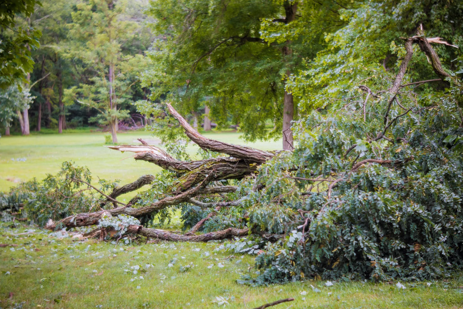Illustrative stock photograph of a storm-damaged tree and fallen branches on grass. Photo: photovs / Envato.